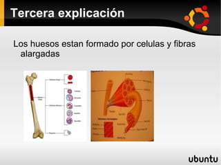 Tercera explicación Los huesos estan formado por celulas y fibras alargadas