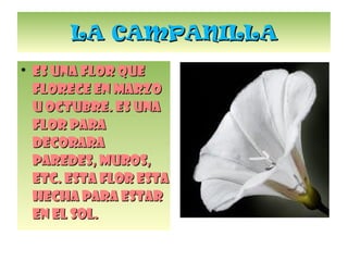 LA CAMPANILLA Es una flor que florece en Marzo u Octubre. Es una flor para decorara paredes, muros, etc. Esta flor esta hecha para estar en el Sol. 