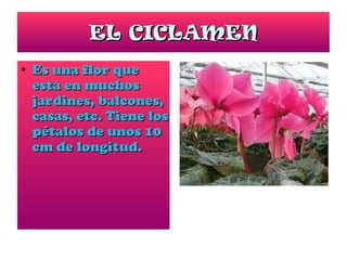 EL CICLAMEN Es una flor que esta en muchos jardines, balcones, casas, etc. Tiene los pétalos de unos 10 cm de longitud.  