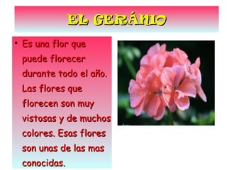 EL GERÁNIO Es una flor que puede florecer durante todo el año. Las flores que florecen son muy vistosas y de muchos colores. Esas flores son unas de las mas conocidas. 
