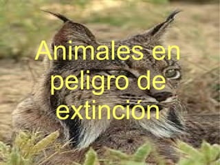 Animales en peligro de extinción 