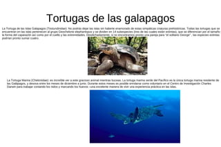 Tortugas de las galapagos
La Tortuga de las Islas Galapagos (Testundinidae): No podrás dejar las islas sin haberte enamorado de estas simpáticas criaturas prehistóricas. Todas las tortugas que se
encuentran en las islas pertenecen al grupo Geochelone elephantopus y se dividen en 14 subespecies (tres de las cuales están extintas), que se diferencian por el tamaño y
la forma del caparazón así como por el cuello y las extremidades. Desdichadamente, si no encontramos pronto una pareja para “el solitario George” , las especies extintas
podrían pronto sumar cuatro.




   La Tortuga Marina (Cheloniidae): es increíble ver a este gracioso animal mientras buceas. La tortuga marina verde del Pacífico es la única tortuga marina residente de
   las Galápagos, y desova entre los meses de diciembre a junio. Durante estos meses es posible enrolarse como voluntario en el Centro de Investigación Charles
   Darwin para trabajar contando los nidos y marcando los huevos –una excelente manera de vivir una experiencia práctica en las islas.
 