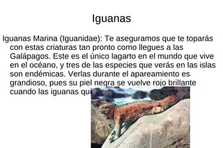 Iguanas
Iguanas Marina (Iguanidae): Te aseguramos que te toparás
  con estas criaturas tan pronto como llegues a las
  Galápagos. Este es el único lagarto en el mundo que vive
  en el océano, y tres de las especies que verás en las islas
  son endémicas. Verlas durante el apareamiento es
  grandioso, pues su piel negra se vuelve rojo brillante
  cuando las iguanas quieren atraer a los machos.
 