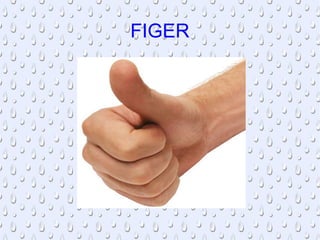 FIGER
 