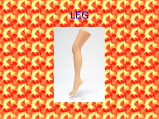 LEG
 