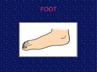 FOOT
 