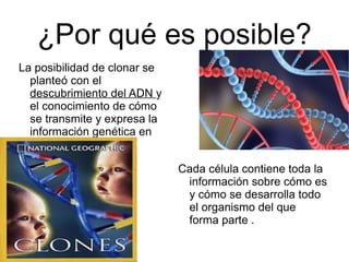 ¿Por qué es posible?
La posibilidad de clonar se
  planteó con el
  descubrimiento del ADN y
  el conocimiento de cómo
  se transmite y expresa la
  información genética en
  los seres vivos.

                              Cada célula contiene toda la
                               información sobre cómo es
                               y cómo se desarrolla todo
                               el organismo del que
                               forma parte .
 