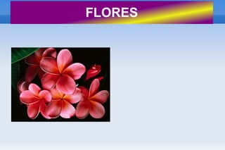 FLORES
 