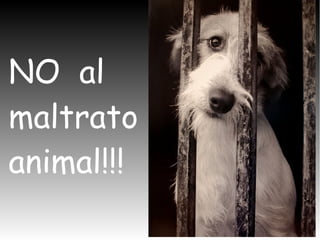 NO al
maltrato
animal!!!
 