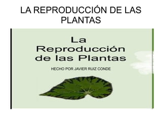 LA REPRODUCCIÓN DE LAS
       PLANTAS




     HECHO POR JAVIER RUIZ CONDE
 