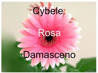 Cybele

  Rosa

Damasceno
 