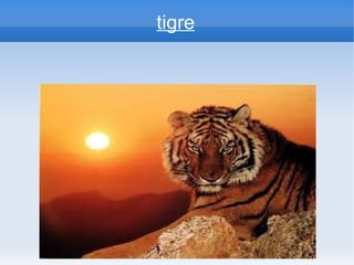tigre
 