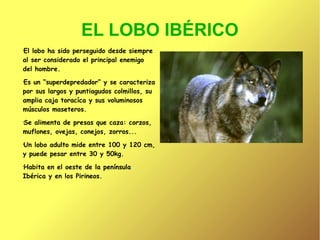 EL LOBO IBÉRICO
El lobo ha sido perseguido desde siempre
al ser considerado el principal enemigo
del hombre.
•

Es un “superdepredador” y se caracteriza
por sus largos y puntiagudos colmillos, su
amplia caja toracíca y sus voluminosos
músculos maseteros.
•

Se alimenta de presas que caza: corzos,
muflones, ovejas, conejos, zorros...
•

Un lobo adulto mide entre 100 y 120 cm,
y puede pesar entre 30 y 50kg.
•

Habita en el oeste de la península
Ibérica y en los Pirineos.
•

 