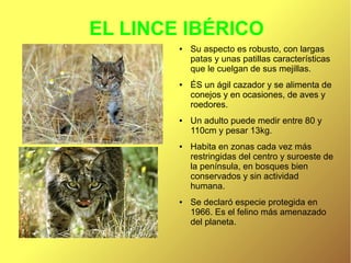 EL LINCE IBÉRICO
●

●

●

●

●

Su aspecto es robusto, con largas
patas y unas patillas características
que le cuelgan de sus mejillas.
ÉS un ágil cazador y se alimenta de
conejos y en ocasiones, de aves y
roedores.
Un adulto puede medir entre 80 y
110cm y pesar 13kg.
Habita en zonas cada vez más
restringidas del centro y suroeste de
la península, en bosques bien
conservados y sin actividad
humana.
Se declaró especie protegida en
1966. Es el felino más amenazado
del planeta.

 