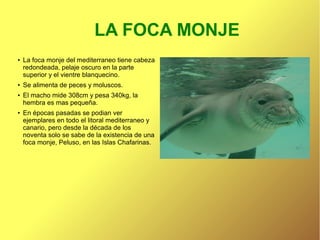 LA FOCA MONJE
●

●

●

●

La foca monje del mediterraneo tiene cabeza
redondeada, pelaje oscuro en la parte
superior y el vientre blanquecino.
Se alimenta de peces y moluscos.
El macho mide 308cm y pesa 340kg, la
hembra es mas pequeña.
En épocas pasadas se podian ver
ejemplares en todo el litoral mediterraneo y
canario, pero desde la década de los
noventa solo se sabe de la existencia de una
foca monje, Peluso, en las Islas Chafarinas.

 