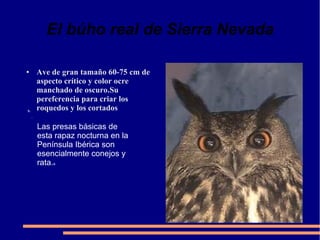 El búho real de Sierra Nevada
Ave de gran tamaño 60-75 cm de
aspecto crítico y color ocre
manchado de oscuro.Su
pereferencia para criar los
roquedos y los cortados

●

s.
.

Las presas básicas de
esta rapaz nocturna en la
Península Ibérica son
esencialmente conejos y
rata.s

 