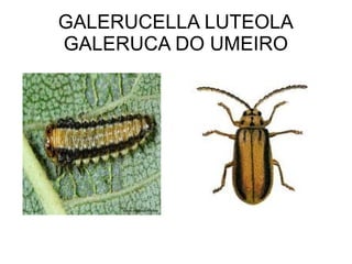 GALERUCELLA LUTEOLA
GALERUCA DO UMEIRO

 