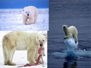 adaptacion del oso polar y el helecho