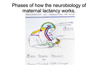 Phases of how the neurobiology of
maternal lactancy works.
 