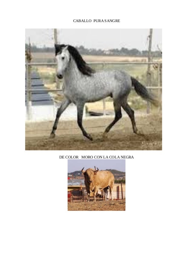 CABALLO PURA SANGRE 
DE COLOR MORO CON LA COLA NEGRA 
