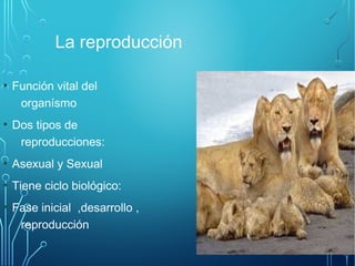 La reproducción 
● Función vital del 
organísmo 
● Dos tipos de 
reproducciones: 
● Asexual y Sexual 
● Tiene ciclo biológico: 
● Fase inicial ,desarrollo , 
reproducción 
 