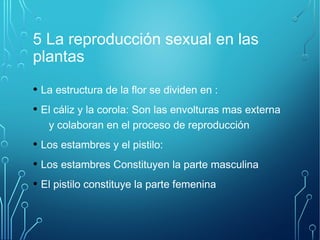 5 La reproducción sexual en las 
plantas 
• La estructura de la flor se dividen en : 
• El cáliz y la corola: Son las envolturas mas externa 
y colaboran en el proceso de reproducción 
• Los estambres y el pistilo: 
• Los estambres Constituyen la parte masculina 
• El pistilo constituye la parte femenina 
 