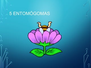 5 ENTOMÓGOMAS 
 