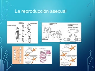 La reproducción asexual 
 