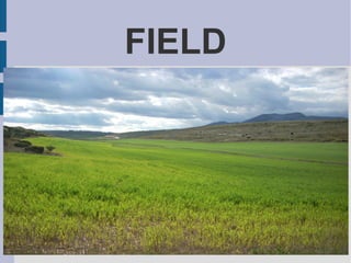 FIELD
 