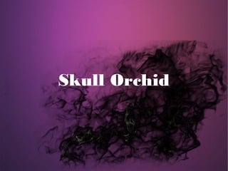 Skull Orchid
 