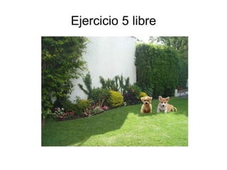 Ejercicio 5 libre
 