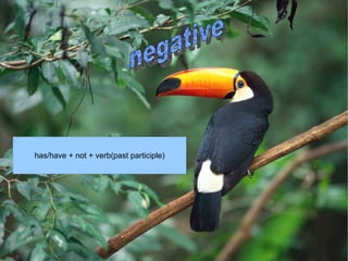 negative   has/have  +  not  +  verb(past participle) 
