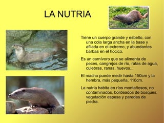 EL LINCE IBÉRICO Su aspecto es robusto con largas patas y unas patillas características que le cuelgan desde sus mejillas.