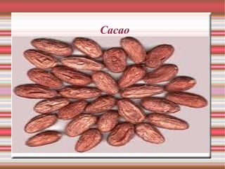 Cacao