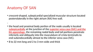 Comprehensive Overview of Sinus Node Dysfunction: Anatomy ...