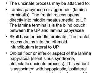 • The uncinate process may be attached to:
• Lamina papyracea or agger nasi (lamina
terminalis). The frontal recess opens
directly into middle meatus,medial to UP
The lamina terminalis is the blind pouch
between the UP and lamina papyracea
• Skull base or middle turbinate. The frontal
recess drains into the ethmoid
infundibulum lateral to UP
• Orbital floor or inferior aspect of the lamina
papyracea (silent sinus syndrome,
atelectatic uncinate process). This variant
is associated with hypoplastic, ipsilateral
 