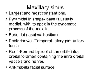 Maxillary sinus
• Largest and most constant pns.
• Pyramidal in shape- base is usually
medial, with its apex in the zygomatic
process of the maxilla
• Base -lat nasal wall-ostium
• Posterior wall/Temporal- pterygomaxillary
fossa
• Roof -Formed by roof of the orbit- infra
orbital foramen containing the infra orbital
vessels and nerves
• Ant-maxilla facial surface
 