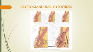 CRYPTOGLANDULAR HYPOTHESIS
 