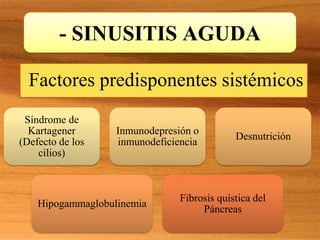 - SINUSITIS AGUDA
Síndrome de
Kartagener
(Defecto de los
cilios)
Inmunodepresión o
inmunodeficiencia
Desnutrición
Hipogammaglobulinemia
Fibrosis quística del
Páncreas
Factores predisponentes sistémicos
 