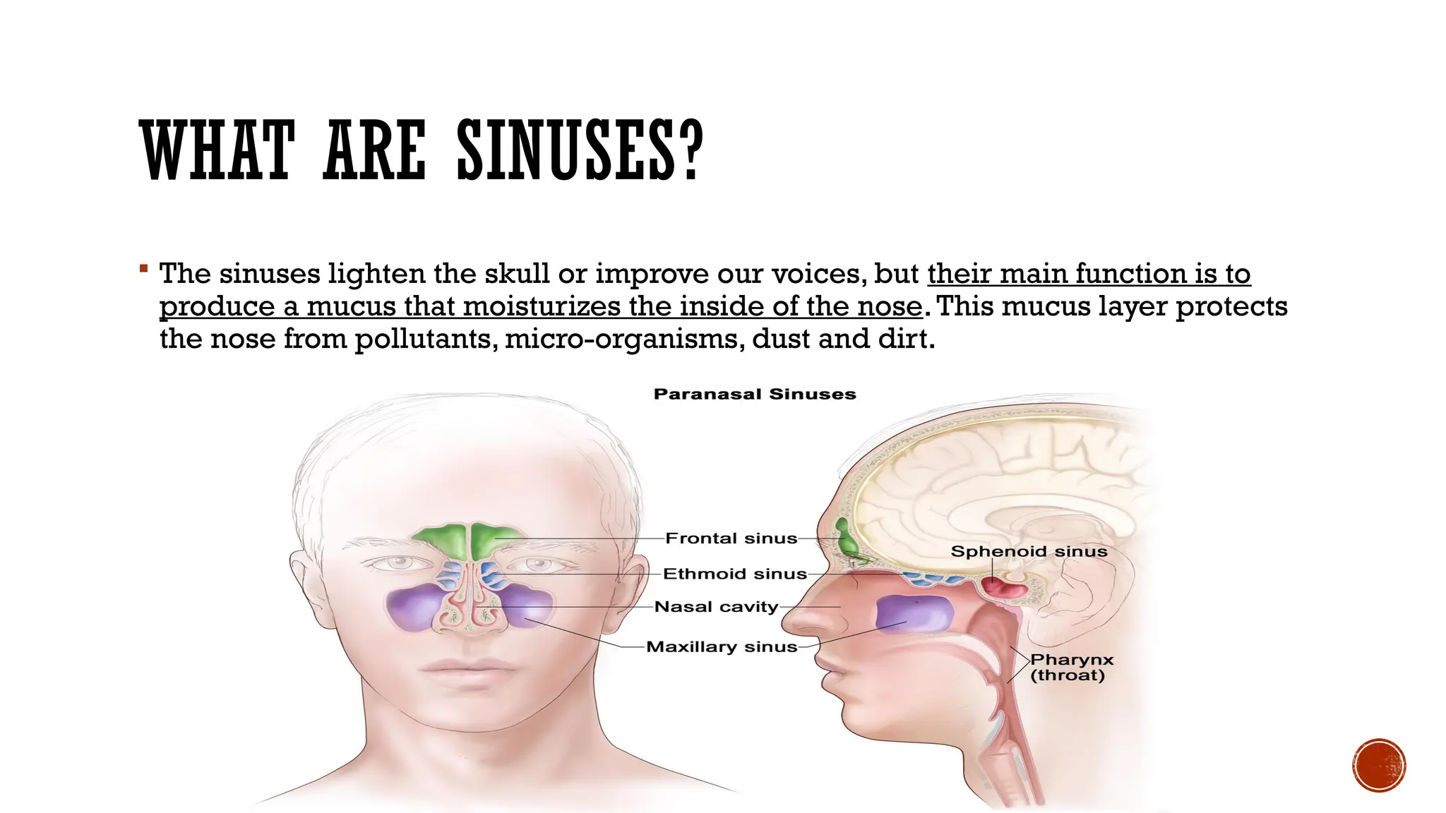 sinus BS nursing 5th Samester 200416005621.pptx