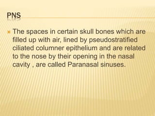 PNS
 The spaces in certain skull bones which are
filled up with air, lined by pseudostratified
ciliated columner epithelium and are related
to the nose by their opening in the nasal
cavity , are called Paranasal sinuses.
 