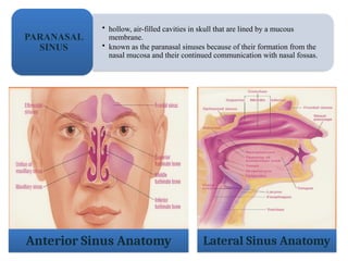 • hollow, air-filled cavities in skull that are lined by a mucous
membrane.
• known as the paranasal sinuses because of their formation from the
nasal mucosa and their continued communication with nasal fossas.
PARANASAL
SINUS
Anterior Sinus Anatomy Lateral Sinus Anatomy
 