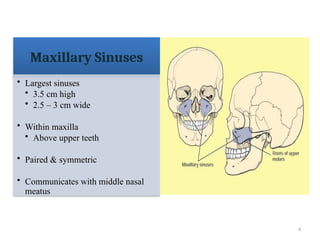 4
Maxillary Sinuses
• Largest sinuses
• 3.5 cm high
• 2.5 – 3 cm wide
• Within maxilla
• Above upper teeth
• Paired & symmetric
• Communicates with middle nasal
meatus
 
