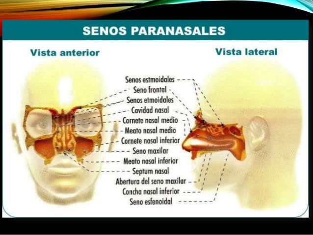 Y Sinusitis Otitis Y Sinusitis Otitis