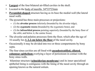 • Largest of the four bilateral air-filled cavities in the skull.
• Located in the body of maxilla 34*33*23mm
• Pyramidal-shaped structure having as its base the medial wall (the lateral
nasal wall).
• The pyramid has three main processes or projections:
– (1) the alveolar process inferiorly (bounded by the alveolar ridge),
– (2) the zygomatic recess (bounded by the zygomatic bone), and
– (3) the infraorbital process pointing superiorly (bounded by the bony floor of
the orbit, and below it, the canine fossa).
• The alveolar and palatine processes form the floor, which after the age of
16 usually lies 1–1.2 cm below the floor of the nasal cavity.
• Occasionally it may be divided into two or three compartments by bony
septa.
• The four sinus cavities are all lined with pseudostratified, ciliated,
columnar epithelium overlying a layer of periosteum in contact with the
bony sinus walls.
• bilaminar structure (schneiderian membrane) and its inner specialized
epithelial lining is contiguous with the lining of the nasal cavity through an
opening known as the natural ostium.
 