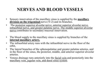 NERVES AND BLOOD VESSELS
• Sensory innervation of the maxillary sinus is supplied by the maxillary
division on the trigeminal nerve (V-2) and its branches.
• The posterior superior alveolar nerve, anterior superior alveolar nerve,
infraorbital nerve, and greater palatine nerve. The middle superior alveolar
nerve contributes to secondary mucosal innervation.
• The blood supply to the maxillary sinus is supplied by branches of the
internal maxillary artery.
• The infraorbital artery runs with the infraorbital nerve in the floor of the
orbit,
• The lateral branches of the sphenopalatine and greater palatine arteries, and
in the floor of the sinus, the posterior, middle, and anterior superior alveolar
arteries.
• Venous drainage runs anteriorly into the facial vein and posteriorly into the
maxillary vein, jugular vein, and dural sinus system.
 