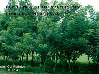 HOW TO PREVENT AEDES AGYPTY USING
GLIRICIDIA SEPIUM LEAVES
 