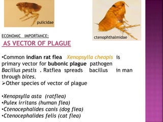 AS VECTOR OF PLAGUE
•Common indian rat flea Xenopsylla cheopis is
primary vector for bubonic plague pathogen
Bacillus pestis . Ratflea spreads bacillus in man
through bites.
Other species of vector of plague
•Xenopsylla asta (ratflea)
•Pulex irritans (human flea)
•Ctenocephalides canis (dog flea)
•Ctenocephalides felis (cat flea)
pulicidae
ctenophthalmidaeECONOMIC IMPORTANCE;
 
