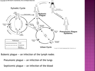 Bubonic plague -- an infection of the lymph nodes
Pneumonic plague -- an infection of the lungs
Septicemic plague -- an infection of the blood
 
