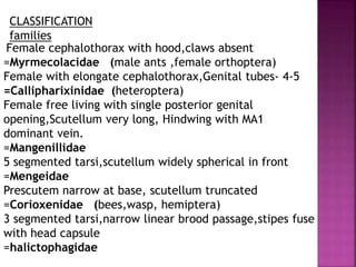 Female cephalothorax with hood,claws absent
=Myrmecolacidae (male ants ,female orthoptera)
Female with elongate cephalothorax,Genital tubes- 4-5
=Callipharixinidae (heteroptera)
Female free living with single posterior genital
opening,Scutellum very long, Hindwing with MA1
dominant vein.
=Mangenillidae
5 segmented tarsi,scutellum widely spherical in front
=Mengeidae
Prescutem narrow at base, scutellum truncated
=Corioxenidae (bees,wasp, hemiptera)
3 segmented tarsi,narrow linear brood passage,stipes fuse
with head capsule
=halictophagidae
CLASSIFICATION
families
 